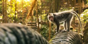 Monkey at the Dragon bridge in the Sacred Monkey forest Sanctuary.