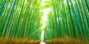 japan bamboo